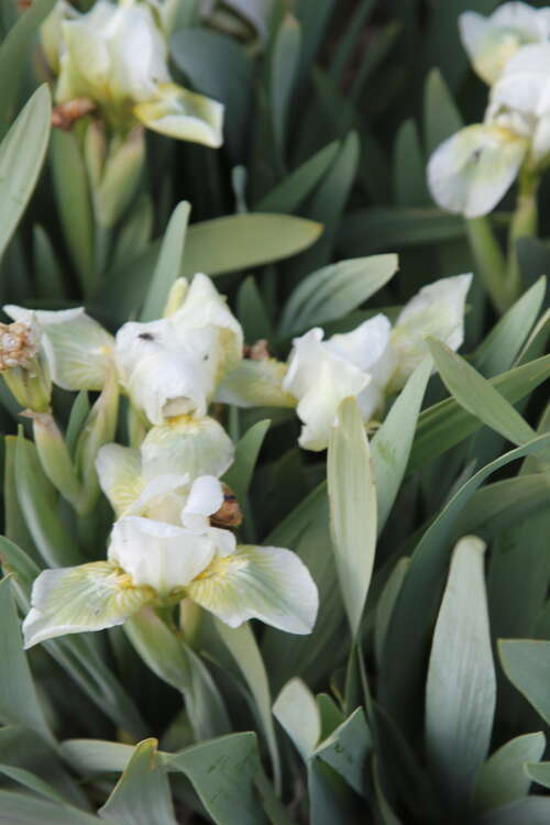 Bild von Iris x-barb.-nana Green Spot