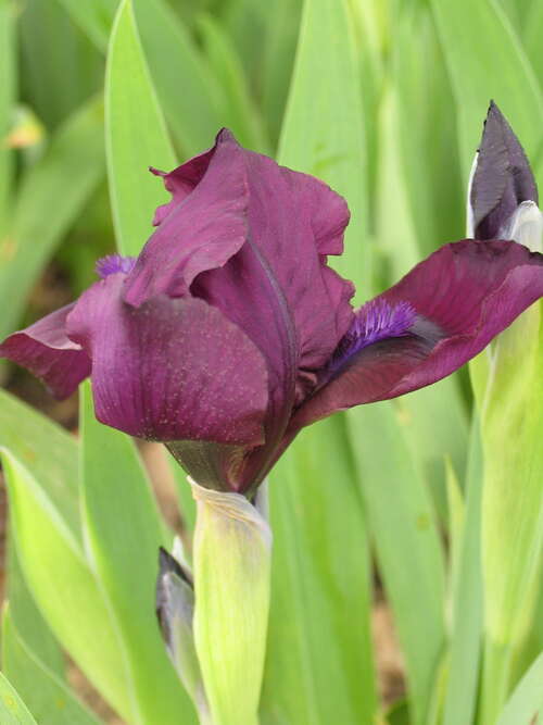 Bild von Garten-Zwerg-Schwertlilie