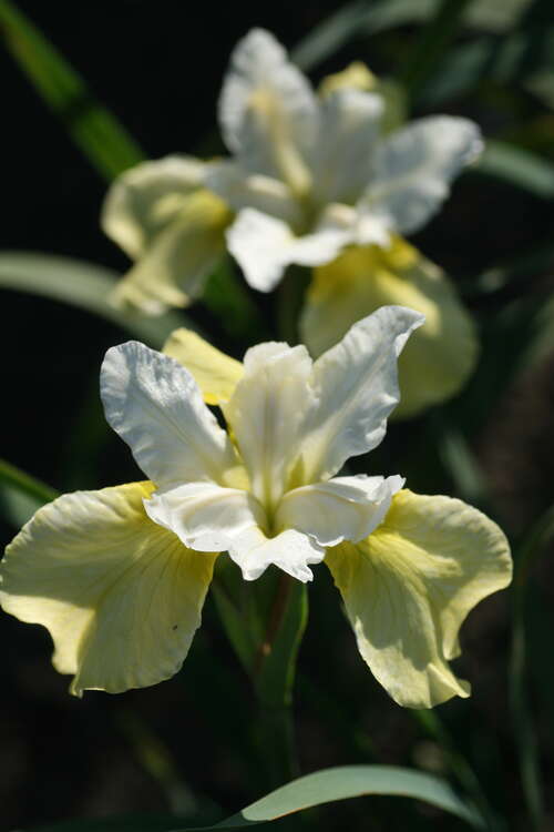 Bild von Iris sibirica Butter and Sugar