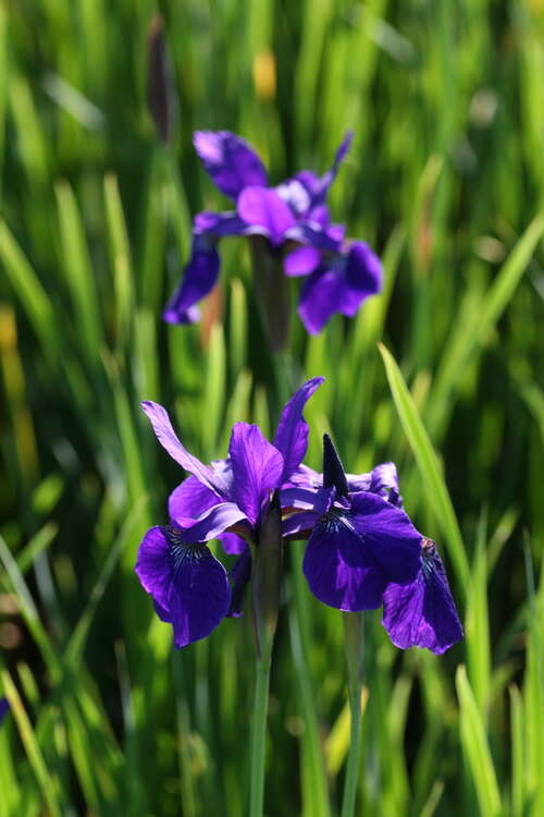 Bild von Iris sibirica Caesars Brother