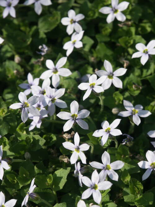 Bild von Isotoma fluviatilis