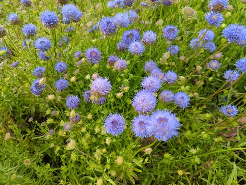 Bild von Jasione laevis Blaulicht