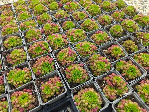 Bild von Jovibarba sobolifera