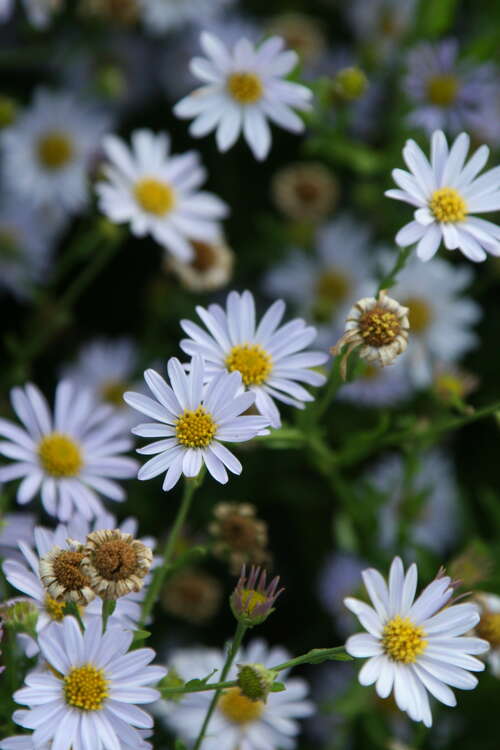 Bild von Kalimeris incisa Blue Star