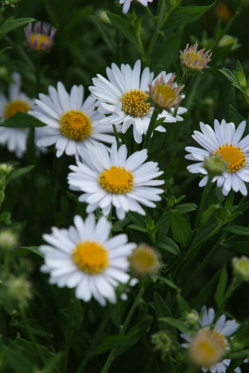 Bild von Kalimeris incisa Madiva