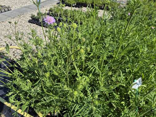 Bild von Acker-Witwenblume