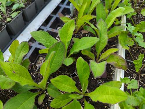 Bild von Wald-Witwenblume