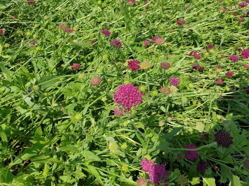 Bild von Knautia macedonica