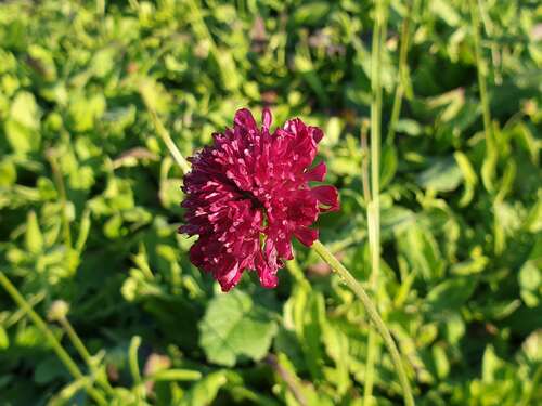 Bild von Knautia macedonica Mars Midget