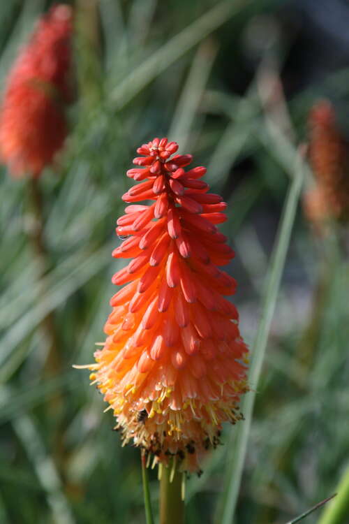 Bild von Garten-Fackellilie