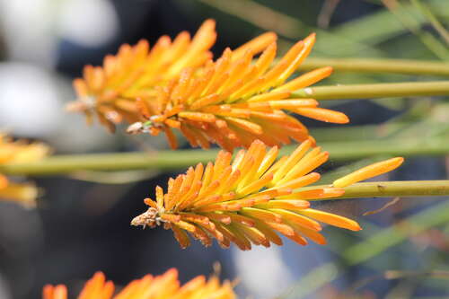 Bild von Kniphofia uvaria Mango-Papsicle