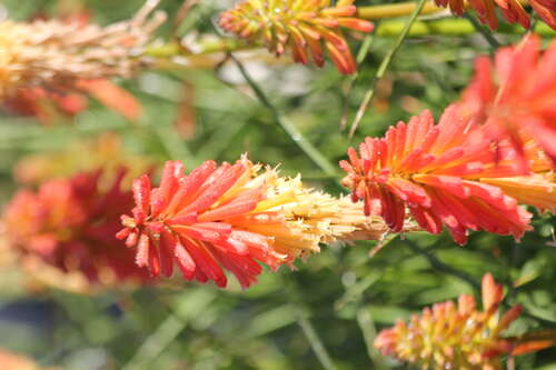 Bild von Garten Fackellilie