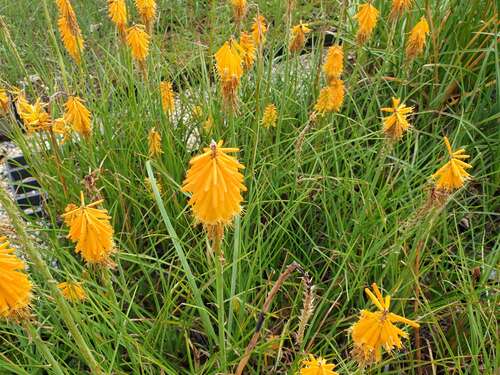 Bild von Kniphofia uvaria Popsicle
