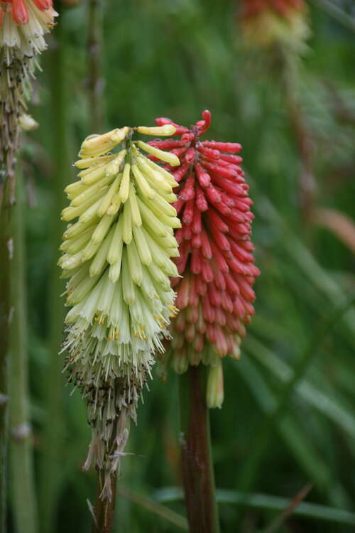 Bild von Kniphofia uvaria neue. engl.