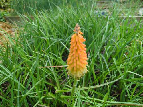 Bild von Kniphofia uvaria Royal Castel