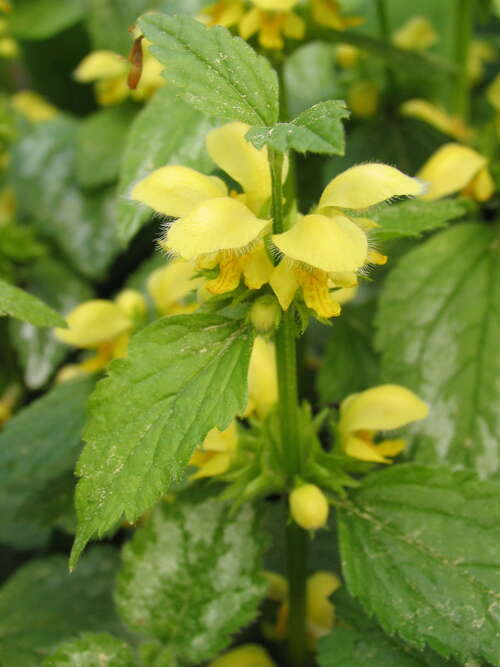 Bild von Lamiastrum galeobdolon Florentinum