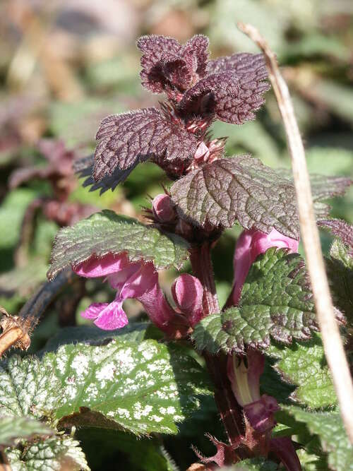 Bild von Lamium maculatum