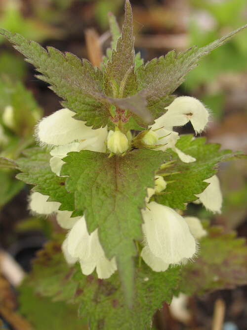 Bild von Lamium maculatum Album