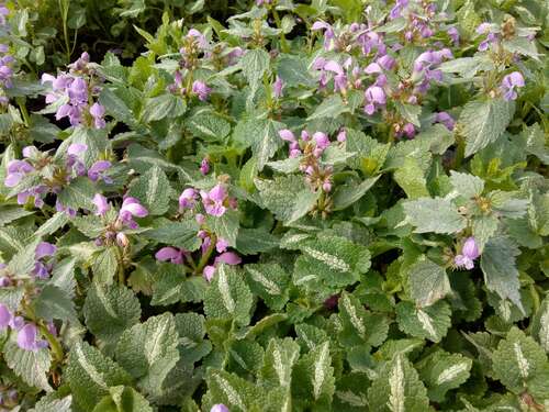 Bild von Lamium maculatum Chequers