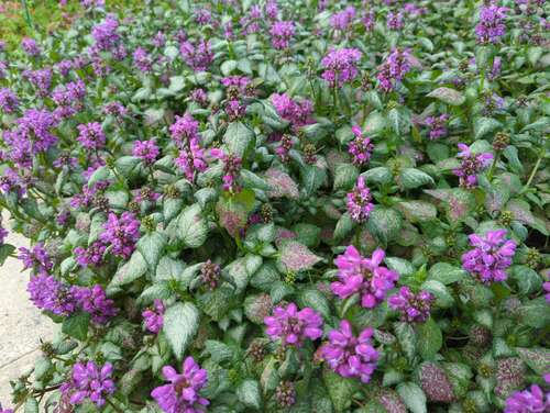 Bild von Lamium maculatum Purple Dragon