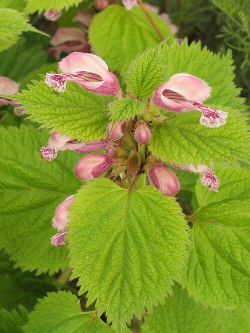 Bild von Nesselkönig