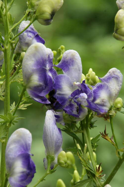 Bild von Aconitum x-cammarum Cloudy