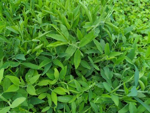 Bild von Lathyrus latifolius Rote Perle