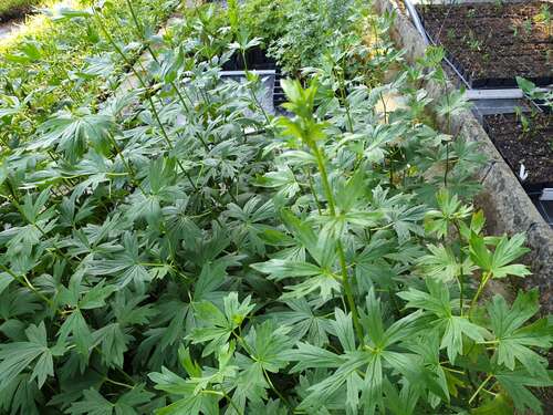 Bild von Aconitum henryi Spark