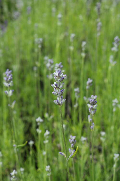 Bild von Lavandula angustifolia Dwarf Blue