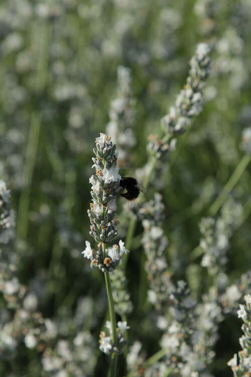 Bild von Lavandula angustifolia Edelweiß