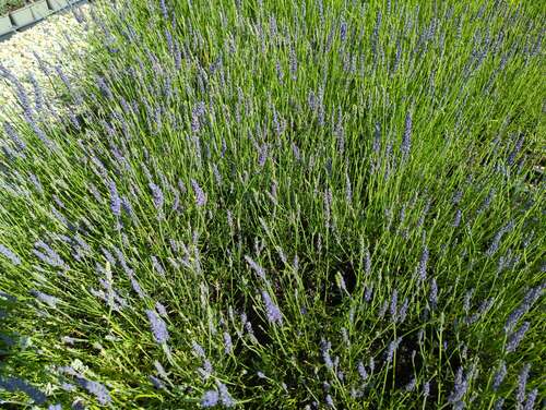 Bild von Lavandula angustifolia Grosso