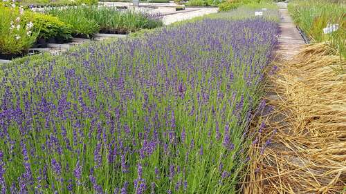 Bild von Garten-Lavendel