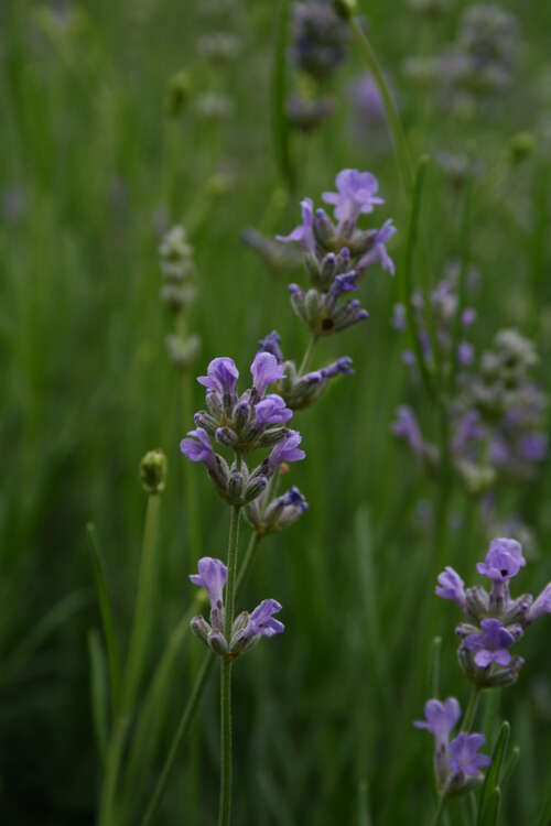 Bild von Lavandula angustifolia Munstead
