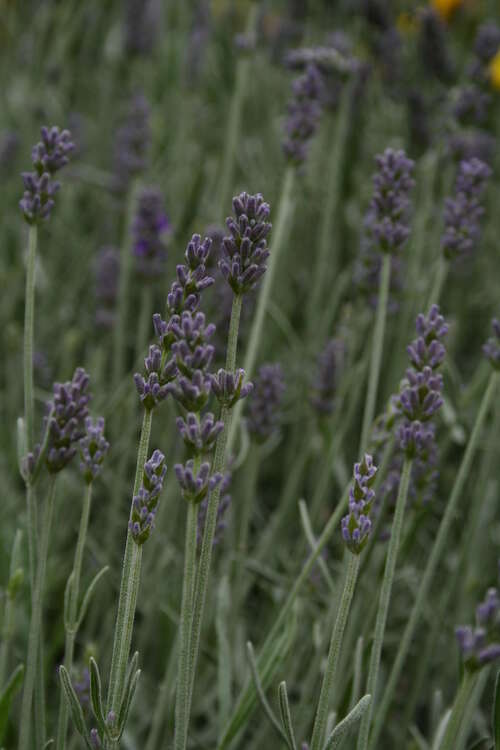 Bild von Lavandula angustifolia Richard Gray