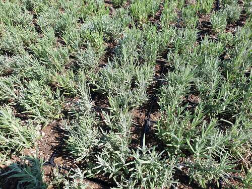 Bild von Lavandula angustifolia Siesta