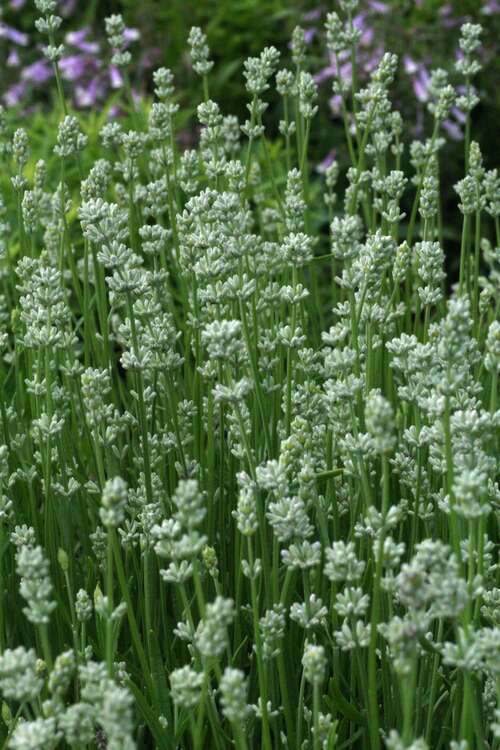 Bild von Lavandula angustifolia Nana Alba