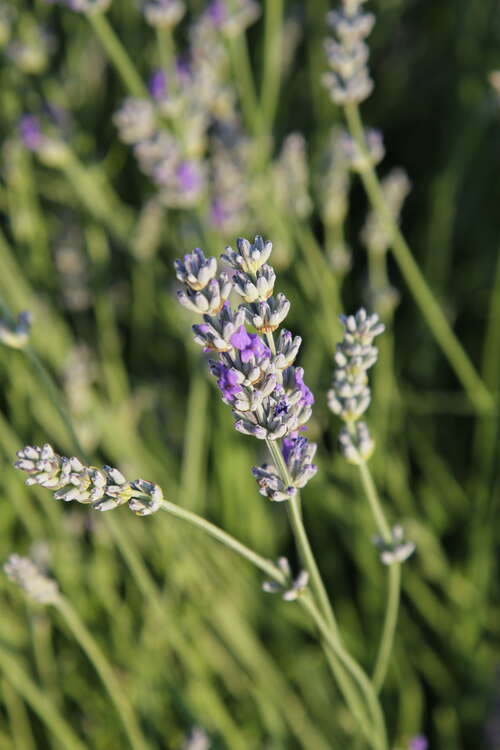 Bild von Lavandula pyrenaica