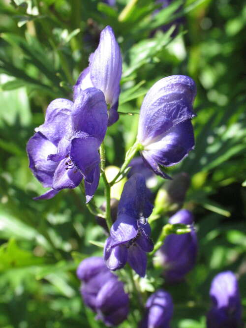 Bild von Aconitum variegatum Caeruleum