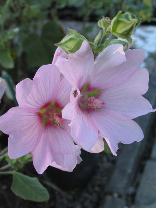 Bild von Garten-Buschmalve