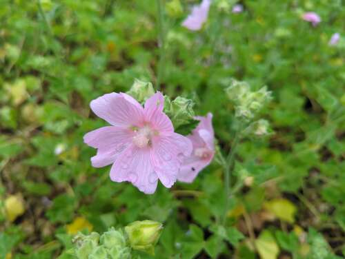 Bild von Lavatera thuringiaca