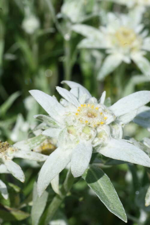 Bild von Leontopodium alpinum