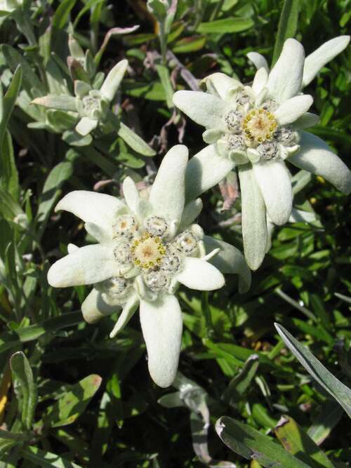 Bild von Chinesisches Edelweiß