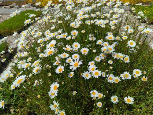 Bild von Leucanthemum vulgare