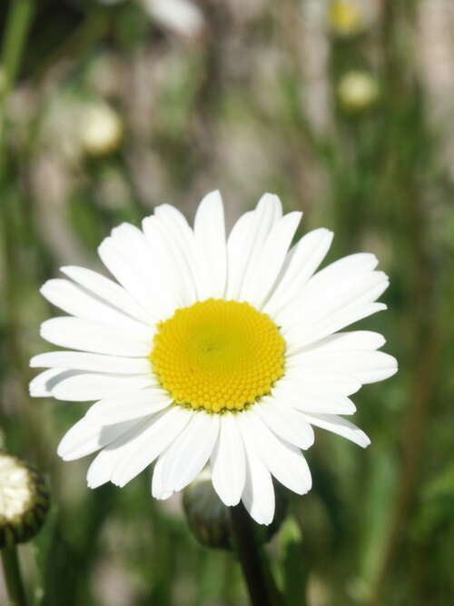 Bild von Leucanthemum vulgare Maikönigin