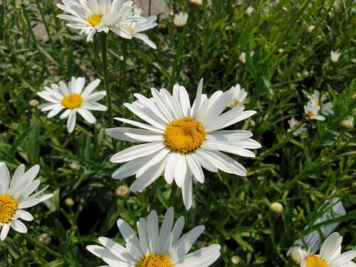 Bild von Leucanthemum superbum Beethofen