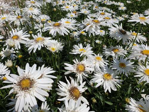 Bild von Großblumige Garten-Margerite