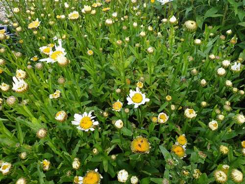 Bild von Leucanthemum superbum Dwarf Snow Lady