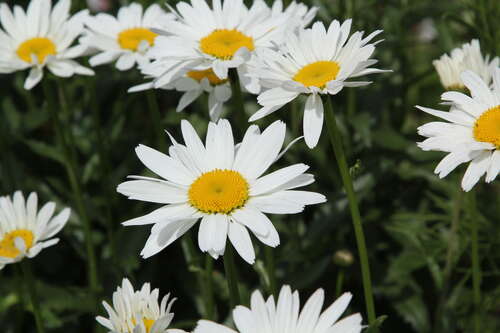 Bild von Leucanthemum superbum Gruppenstolz