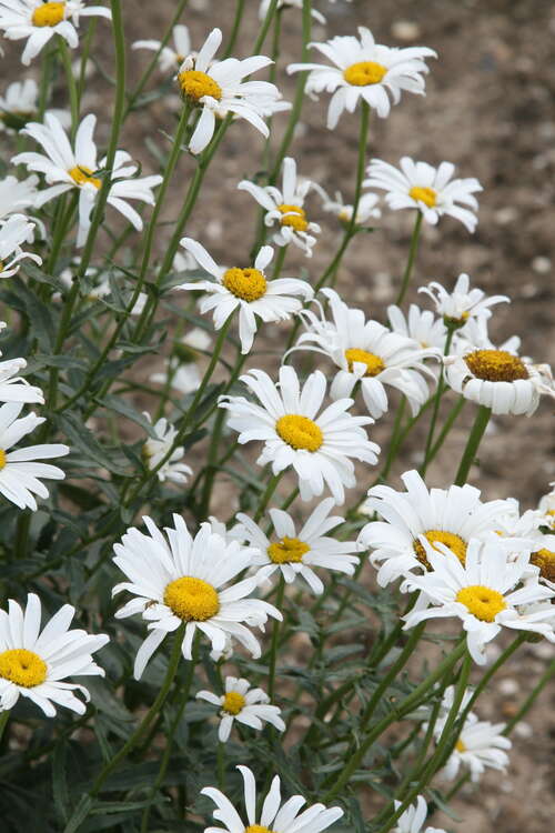 Bild von Leucanthemum superbum Harry Pötschke
