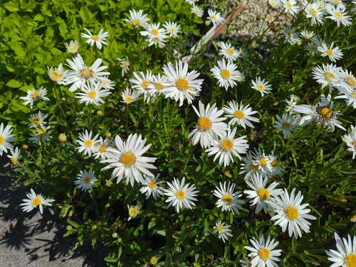 Bild von Leucanthemum superbum Wirral Supreme